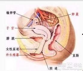 女尿道电击在线视频,惊悚实验背后的真相