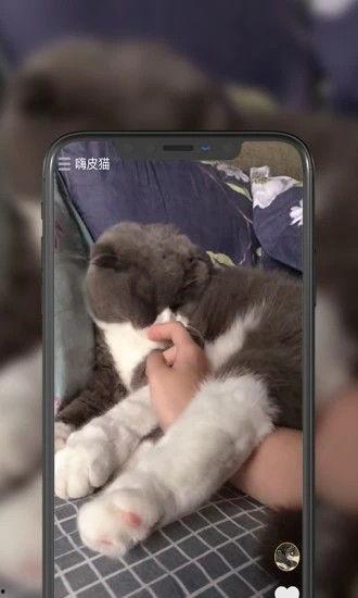 猫咪影视手机在线视频,猫咪手机在线视频，萌宠娱乐新体验